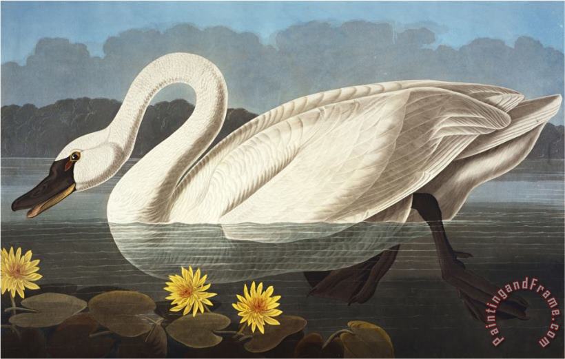 John James Audubon Common American Swan Whistling Swan Olor Colombianus From The Birds of America Art Print