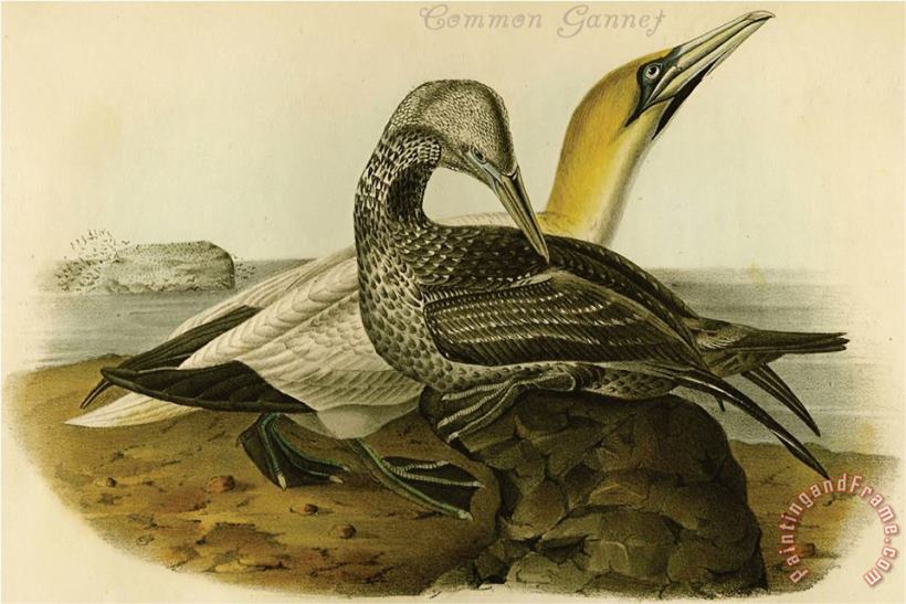 Common Gannet painting - John James Audubon Common Gannet Art Print