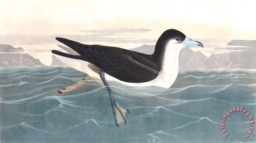 Dusky Petrel painting - John James Audubon Dusky Petrel Art Print