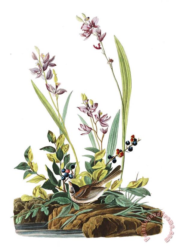 Field Sparrow painting - John James Audubon Field Sparrow Art Print