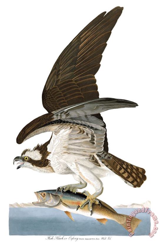 John James Audubon Fish Hawk, Or Osprey Art Print