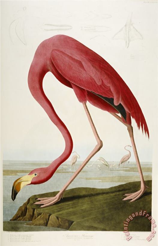 John James Audubon Flamingo Drinking at Water S Edge Art Painting