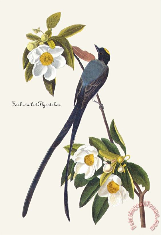 John James Audubon Fork Tailed Flycatcher Art Painting