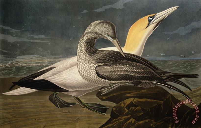 John James Audubon Gannets Art Painting