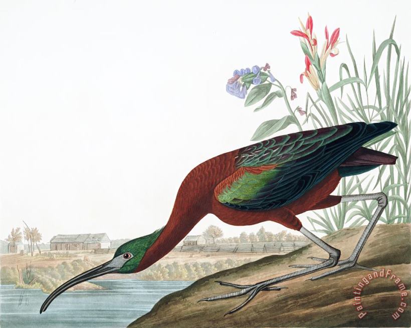 John James Audubon Glossy Ibis Art Print