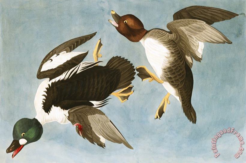 John James Audubon Golden Eye Duck Art Painting