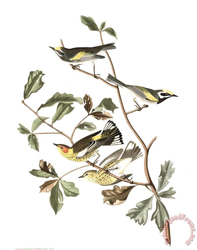 John James Audubon Golden Winged Warbler, Or Cape May Warbler Art Painting