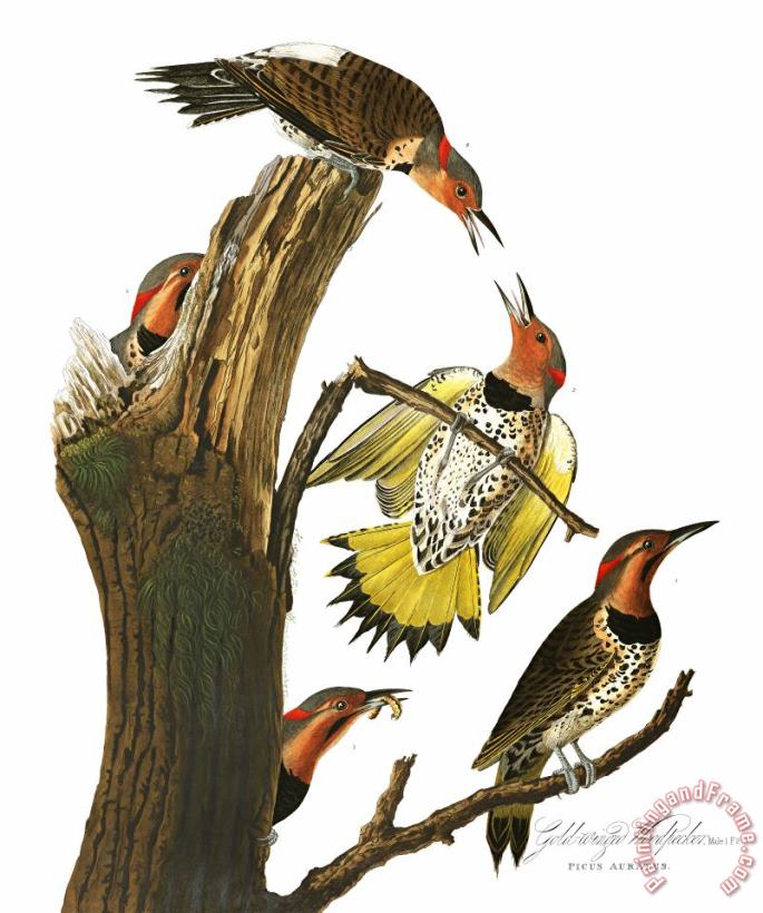 John James Audubon Golden Winged Woodpecker Art Painting