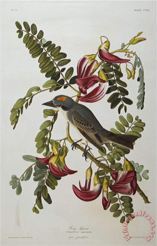 John James Audubon Gray Tyrant Gray Kingbird Tyrannus Dominicensis From The Birds of America Art Print