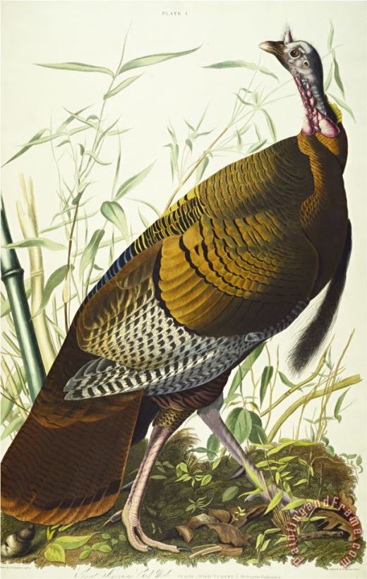 Great American Beck Male Wild Turkey Meleagris Gallopavo Plate I From The Birds of America painting - John James Audubon Great American Beck Male Wild Turkey Meleagris Gallopavo Plate I From The Birds of America Art Print