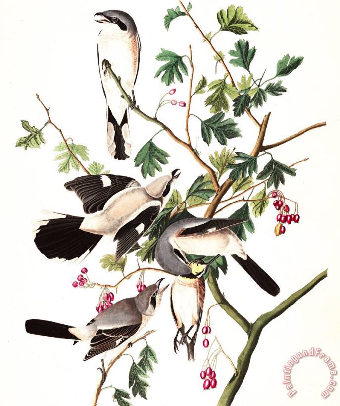Great American Shrike, Or Butcher Bird painting - John James Audubon Great American Shrike, Or Butcher Bird Art Print