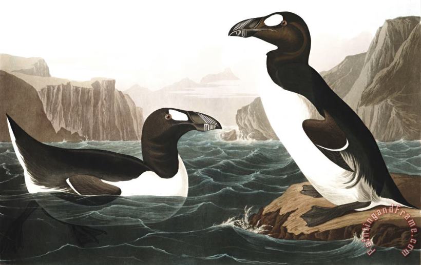 Great Auk painting - John James Audubon Great Auk Art Print