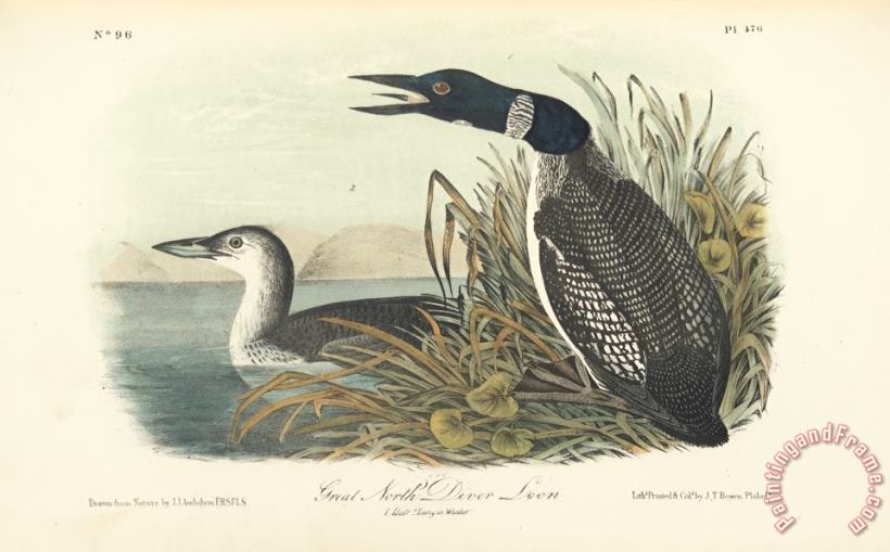 John James Audubon Great North Diver Loon Art Print