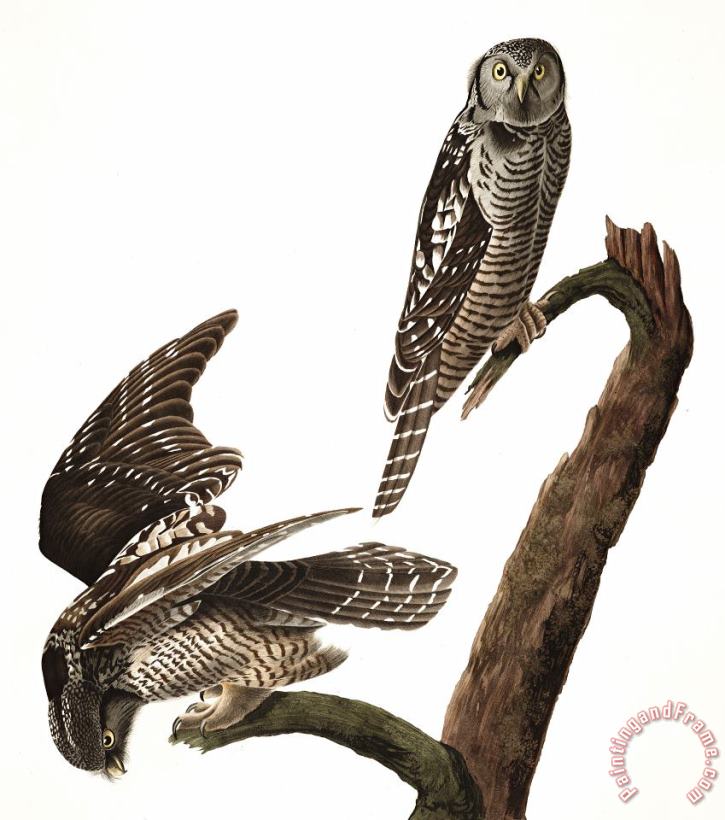 Hawk Owl painting - John James Audubon Hawk Owl Art Print