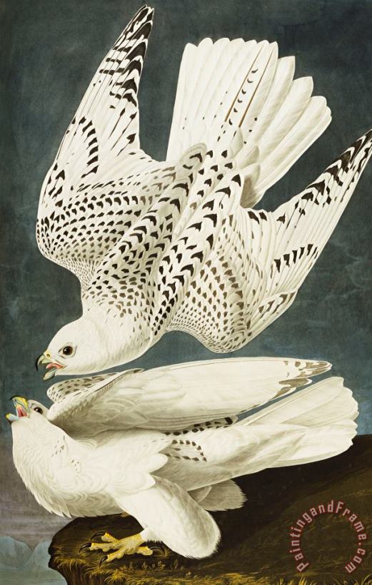 John James Audubon Iceland Or Jer Falcon Art Painting