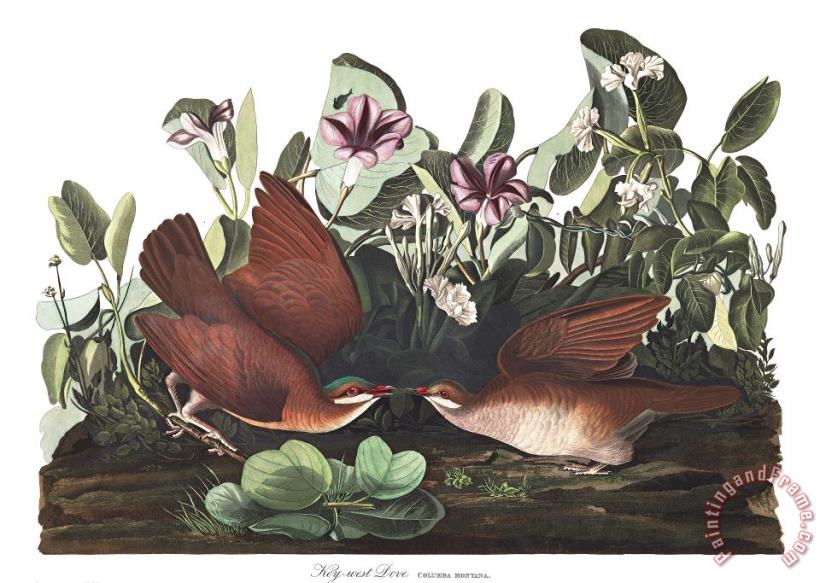 Key West Dove painting - John James Audubon Key West Dove Art Print