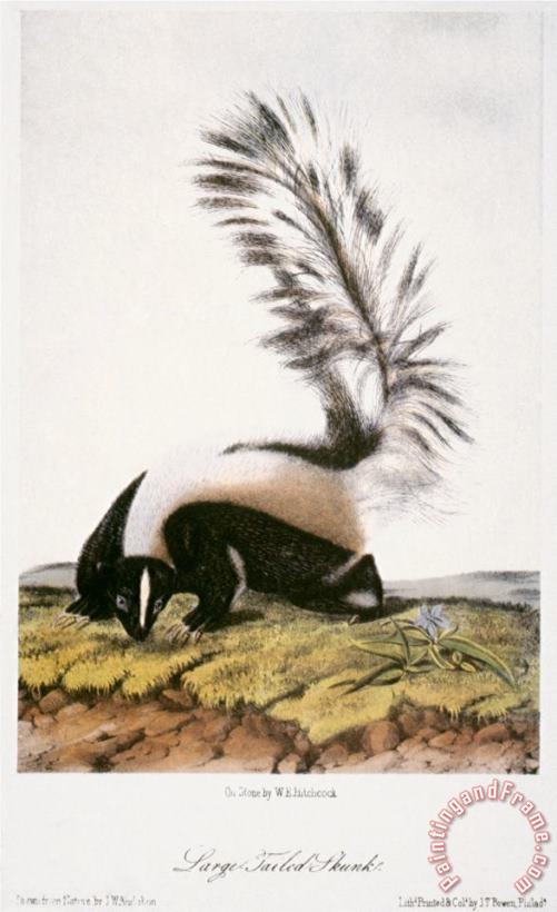 Large Tailed Skunk painting - John James Audubon Large Tailed Skunk Art Print