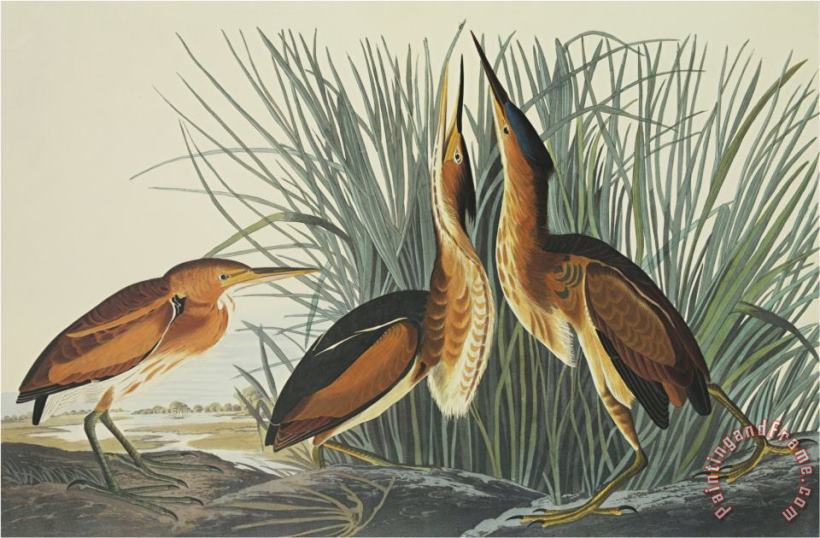 John James Audubon Least Bittern Art Painting