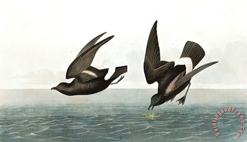 Least Stormy Petrel painting - John James Audubon Least Stormy Petrel Art Print