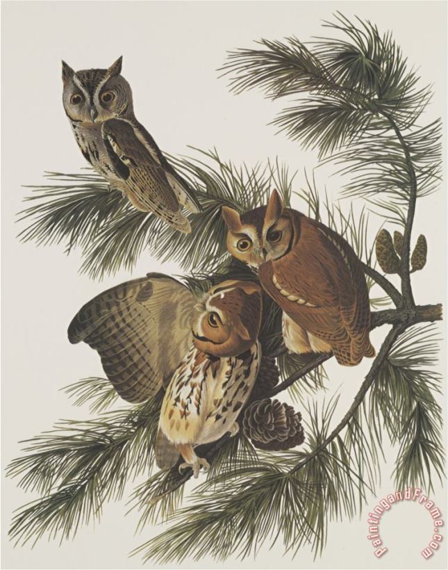 John James Audubon Little Screech Owl Or Mottled Owl Art Painting