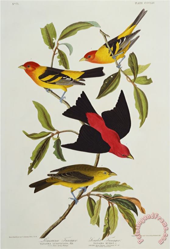John James Audubon Louisiana Scarlet Tanager Tanagra Ludoviciana Rubra Plate Cccliv From The Birds of America Art Painting
