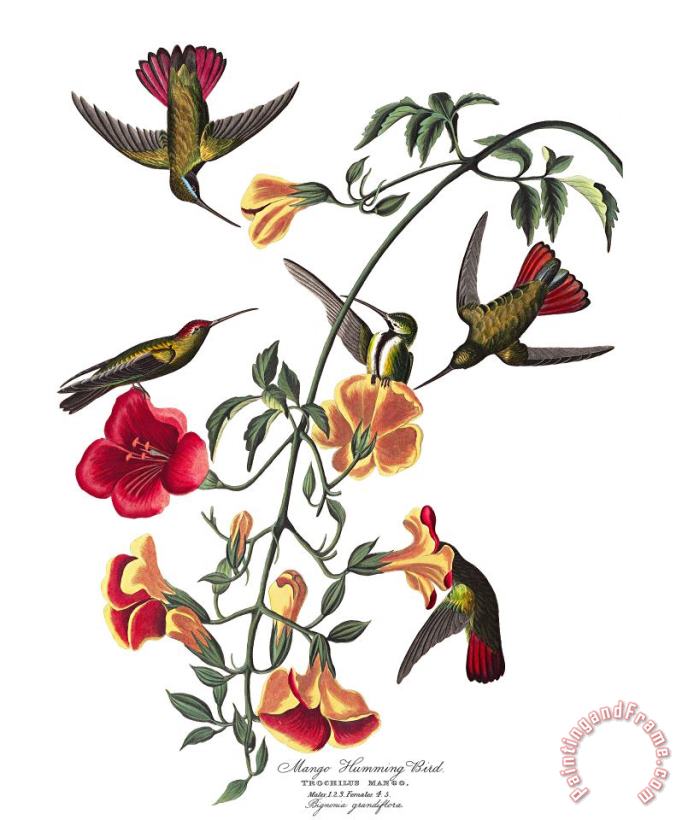 John James Audubon Mango Humming Bird Art Print
