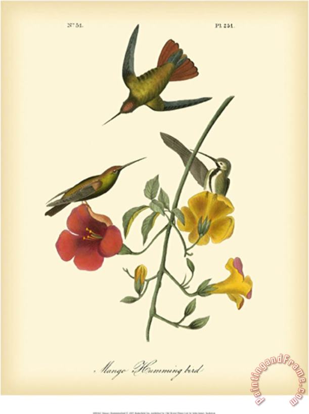 John James Audubon Mango Hummingbird Art Painting