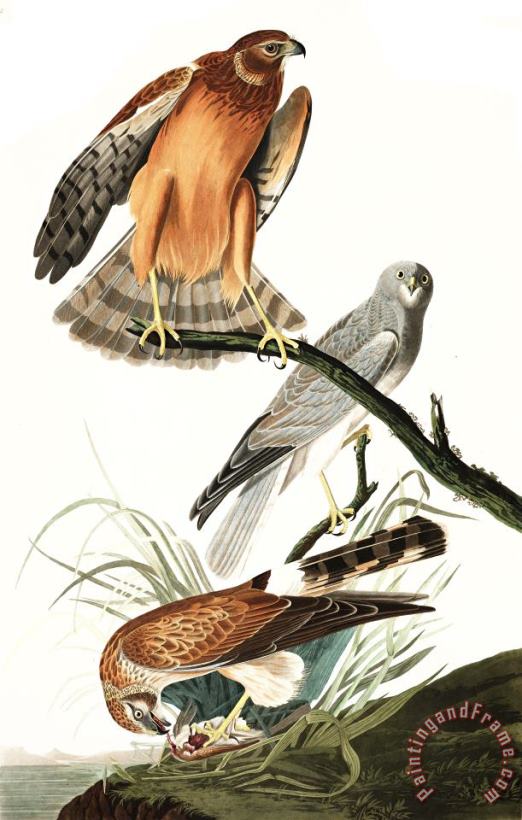 John James Audubon Marsh Hawk Art Painting