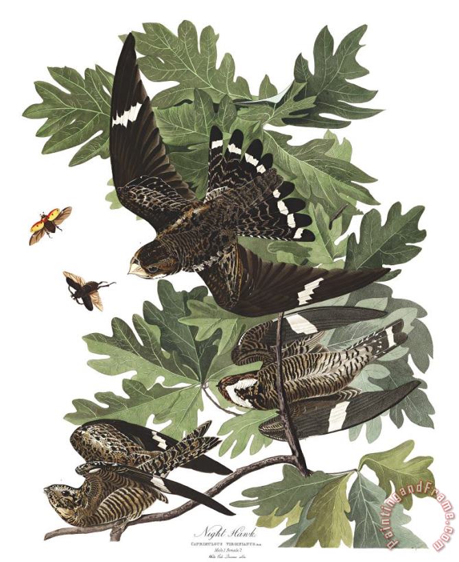 John James Audubon Night Hawk Art Print