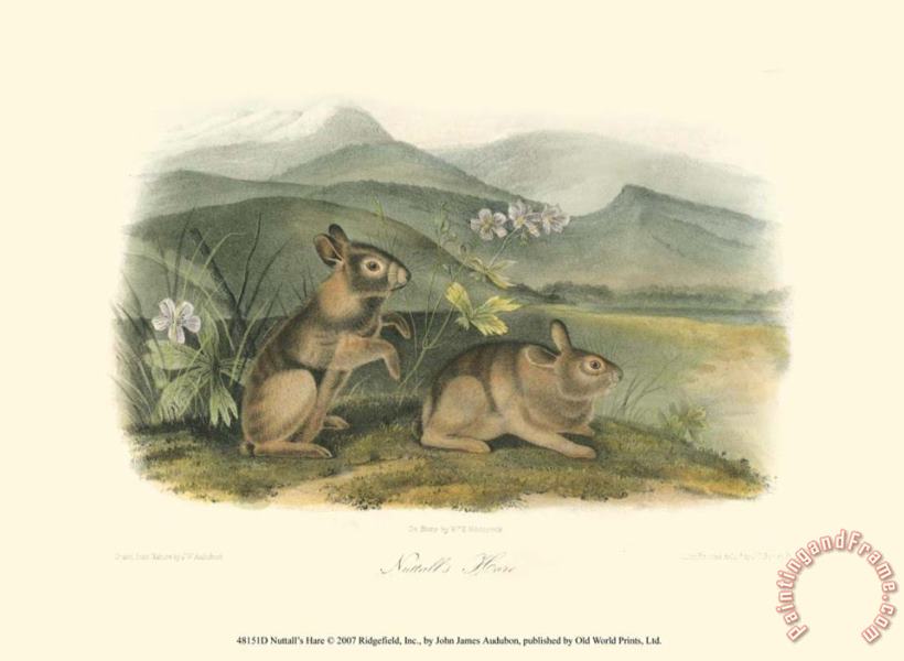 Nuttall S Hare painting - John James Audubon Nuttall S Hare Art Print