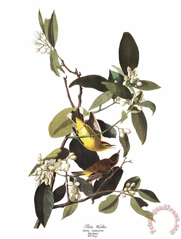 John James Audubon Palm Warbler Art Print