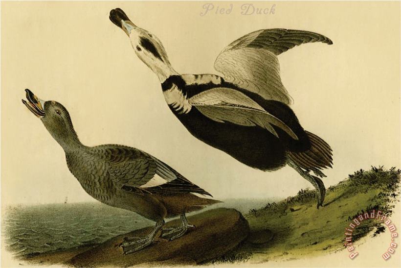 John James Audubon Pied Duck Art Print
