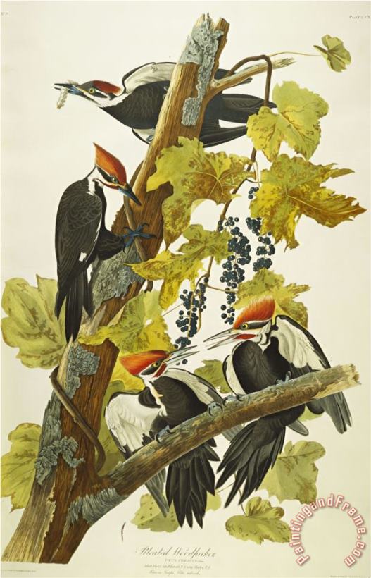 Pileated Woodpecker Dryocopus Pileatus Plate Cxi From The Birds of America painting - John James Audubon Pileated Woodpecker Dryocopus Pileatus Plate Cxi From The Birds of America Art Print