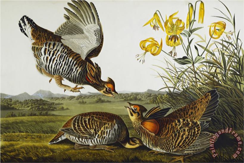 John James Audubon Pinnated Grouse Greater Prairie Chicken Tympanuchus Cupido From The Birds of America Art Painting