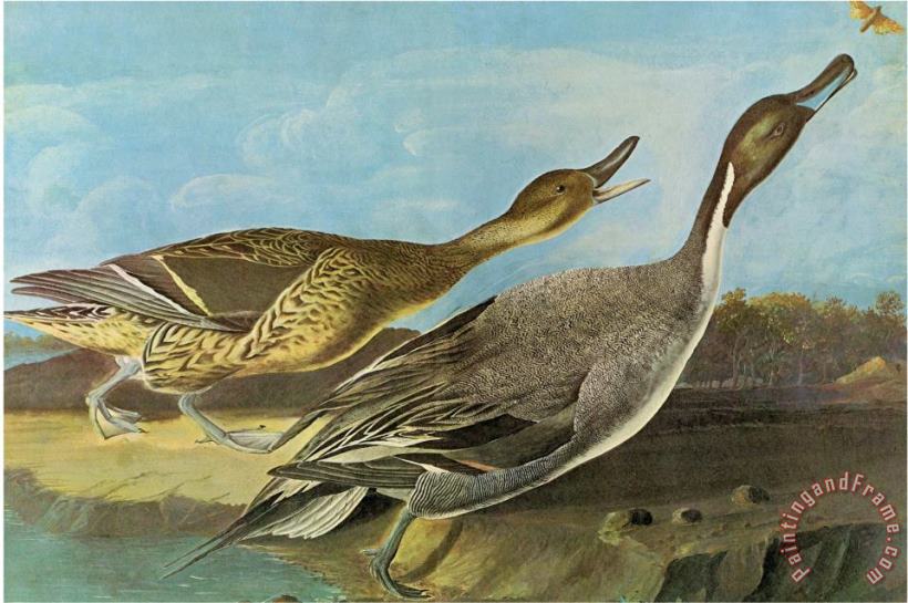 John James Audubon Pintail Art Painting