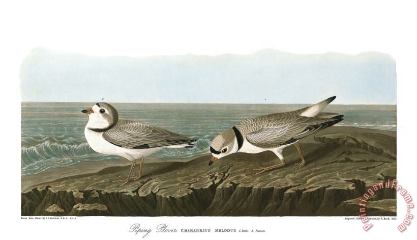 Piping Plover painting - John James Audubon Piping Plover Art Print