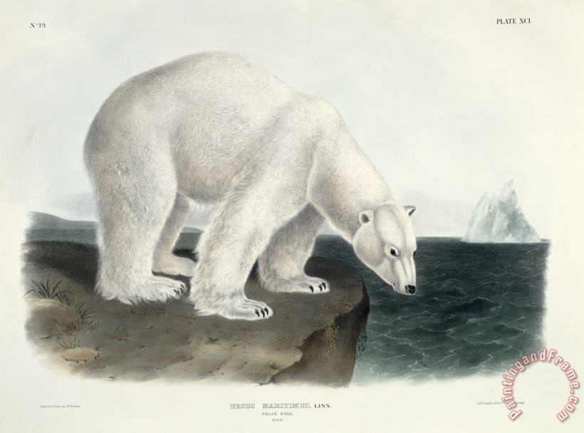 John James Audubon Polar Bear Art Painting