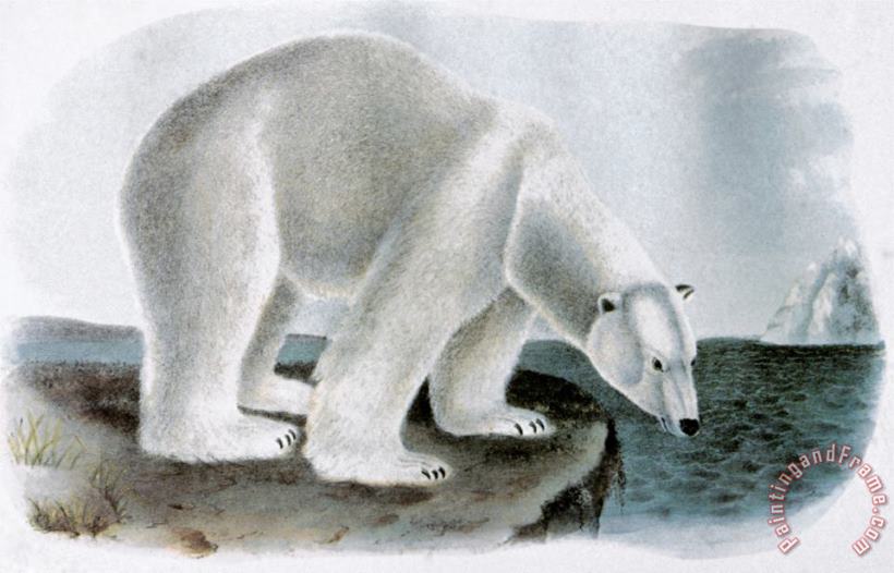 Polar Bear Ursus Maritimus painting - John James Audubon Polar Bear Ursus Maritimus Art Print