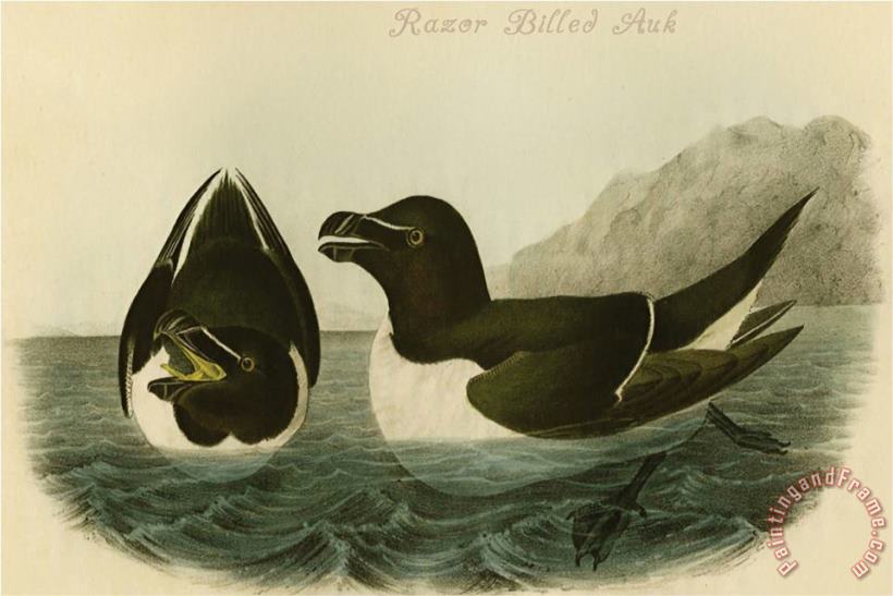 Razor Billed Auk painting - John James Audubon Razor Billed Auk Art Print