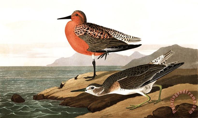 John James Audubon Red Breasted Sandpiper Art Print