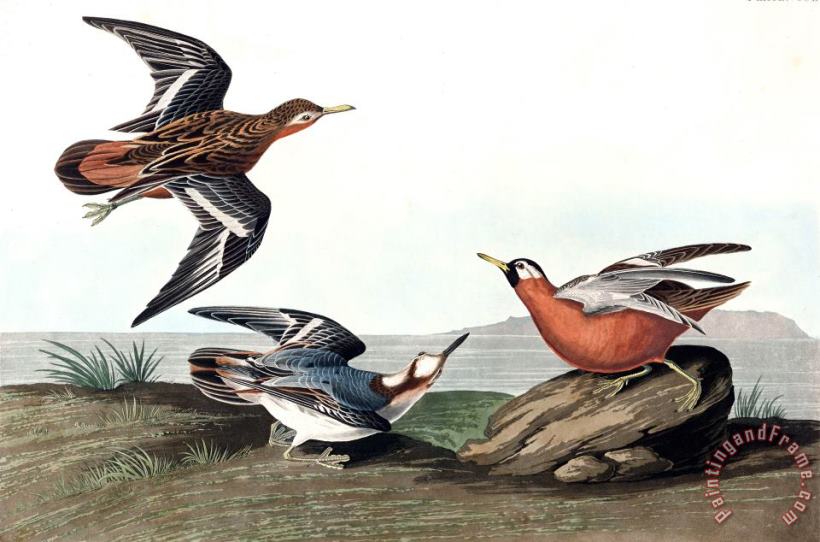 John James Audubon Red Phalarope Art Print