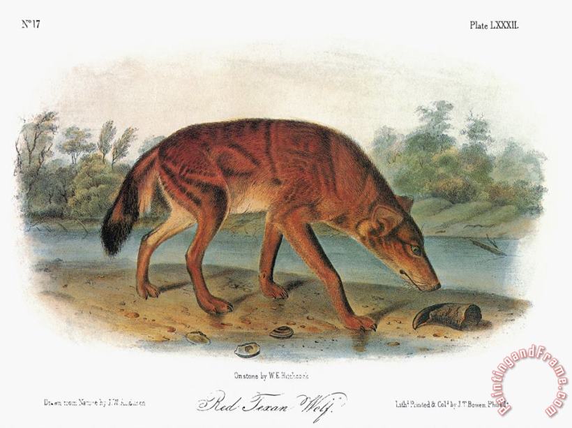John James Audubon Red Wolf Canis Lupus Art Painting