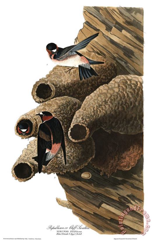Republican, Or Cliff Swallow painting - John James Audubon Republican, Or Cliff Swallow Art Print