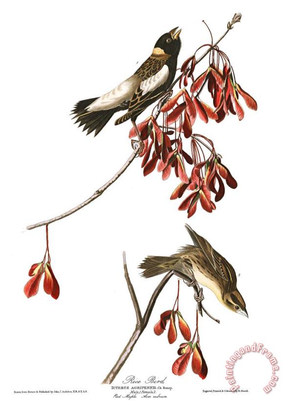Rice Bird painting - John James Audubon Rice Bird Art Print