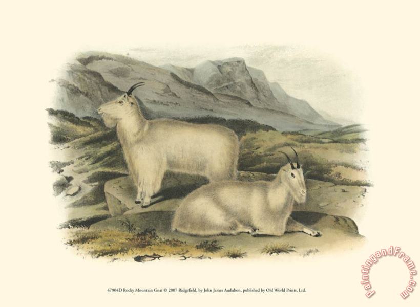 John James Audubon Rocky Mountain Goat Art Painting