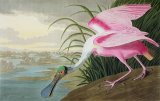 John James Audubon - Roseate Spoonbill painting