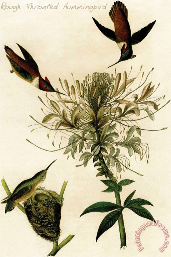 John James Audubon Rough Throated Hummingbird Art Painting