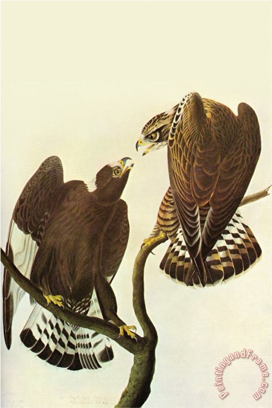 John James Audubon Roughlegged Hawk Art Print