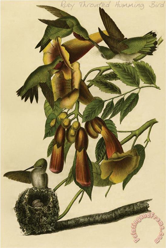 Ruby Throated Humming Bird painting - John James Audubon Ruby Throated Humming Bird Art Print