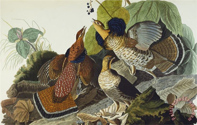 John James Audubon Ruffed Grouse Tetrao Umbellus Plate Xli From The Birds of America Art Painting
